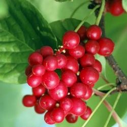 Лимонник китайский или «Вода гениталий» (лат. Shisandra fruit).